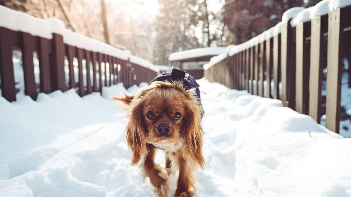 Fascinating Dog Tech That Can Help Your K-9